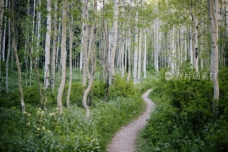 瓦萨奇山州立公园，Silver Birch